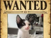 Gato raça SRD-ViraLata idade 2 a 6 meses nome Floquinha