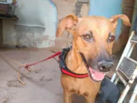 Cachorro raça SRD-ViraLata idade 3 anos nome Rosa Cristina Caetano da Fonseca