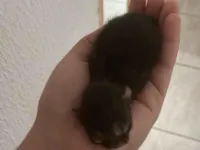 Gato raça SRD-ViraLata idade Abaixo de 2 meses nome Sem nome ainda 