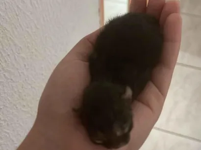 Gato raça SRD-ViraLata idade Abaixo de 2 meses nome Sem nome ainda 