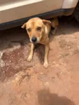 Cachorro raça SRD-ViraLata idade 2 anos nome Sofy 