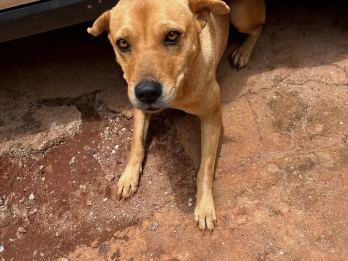 Cachorro raça SRD-ViraLata idade 2 anos nome Sofy 