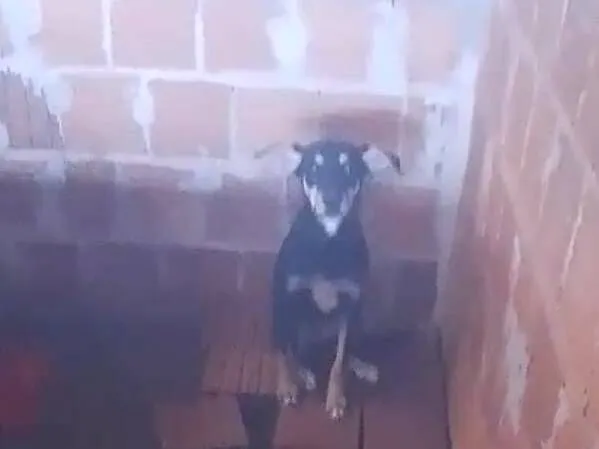 Cachorro raça SRD-ViraLata idade 2 a 6 meses nome Vigia