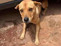 Cachorro raça SRD-ViraLata idade 2 anos nome Sofy 