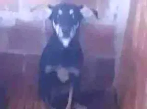 Cachorro raça SRD-ViraLata idade 2 a 6 meses nome Vigia