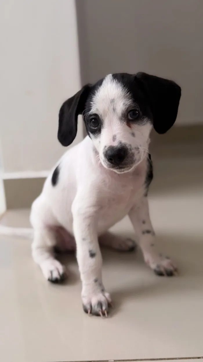 Cachorro raça Poodle idade Abaixo de 2 meses nome Sem nome 