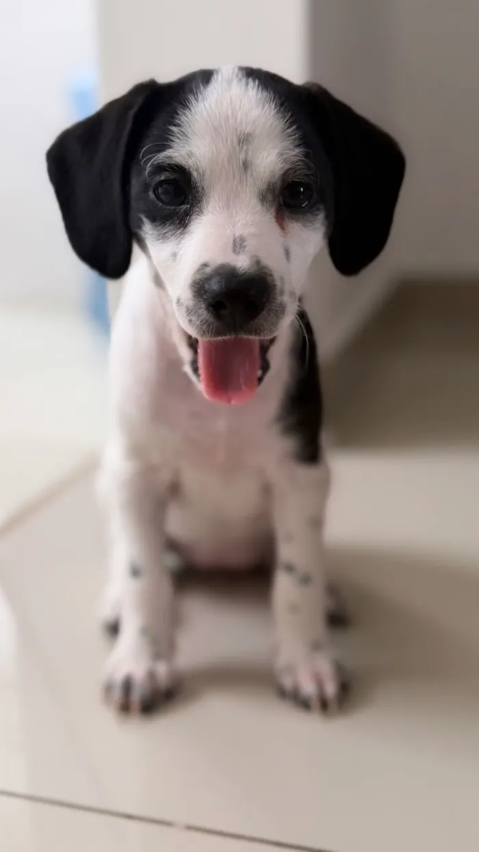 Cachorro raça Poodle idade Abaixo de 2 meses nome Sem nome 