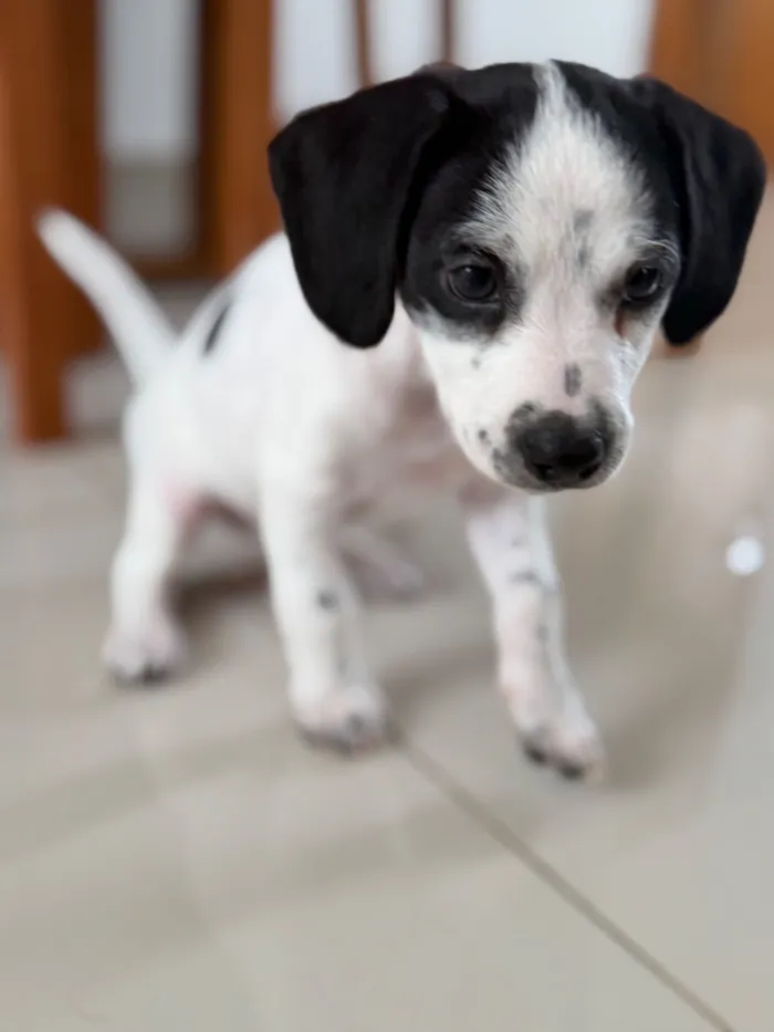 Cachorro raça Poodle idade Abaixo de 2 meses nome Sem nome 