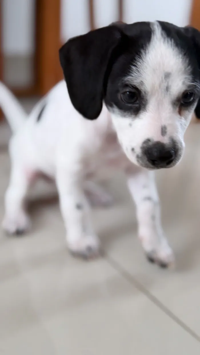 Cachorro raça Poodle idade Abaixo de 2 meses nome Sem nome 