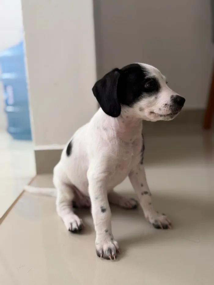 Cachorro raça Poodle idade Abaixo de 2 meses nome Sem nome 