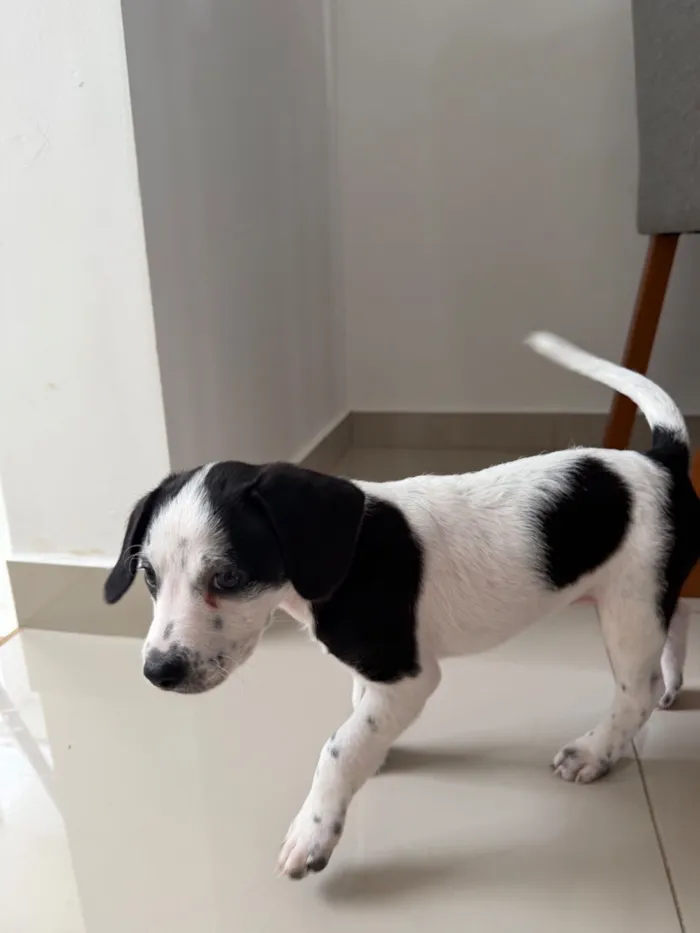 Cachorro raça Poodle idade Abaixo de 2 meses nome Sem nome 