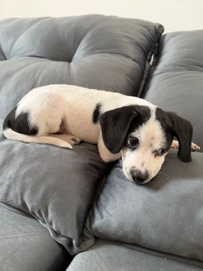 Cachorro raça Poodle idade Abaixo de 2 meses nome Sem nome 