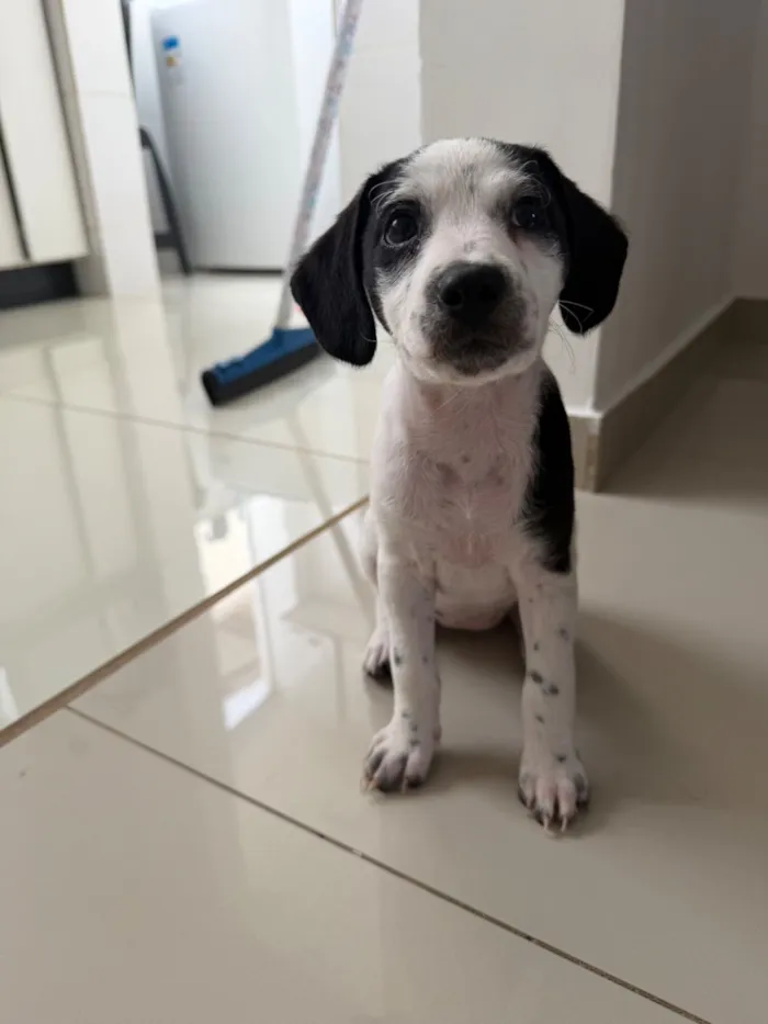 Cachorro raça Poodle idade Abaixo de 2 meses nome Sem nome 