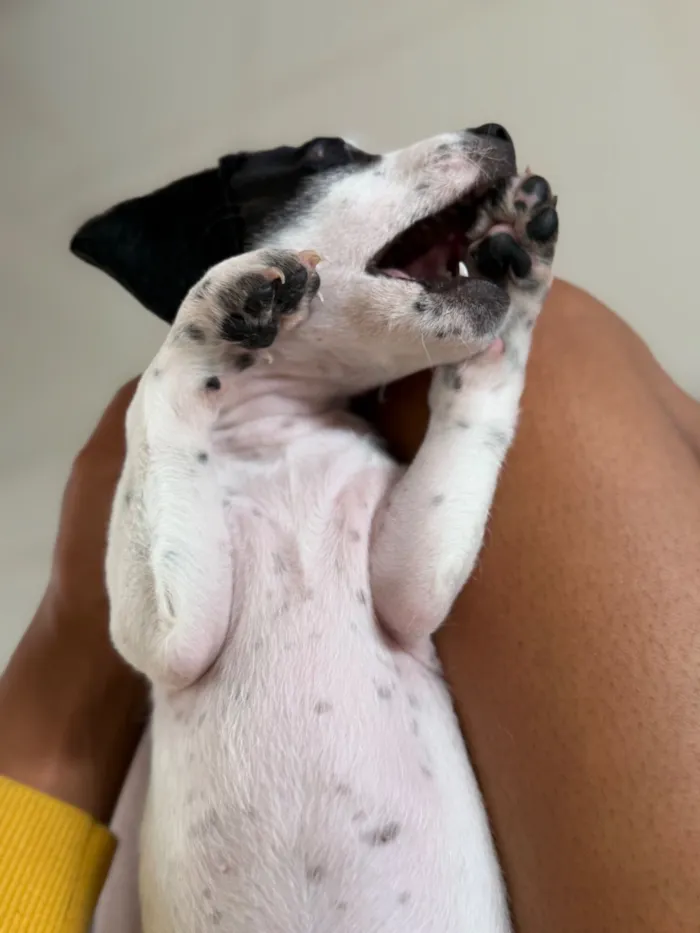 Cachorro raça Poodle idade Abaixo de 2 meses nome Sem nome 