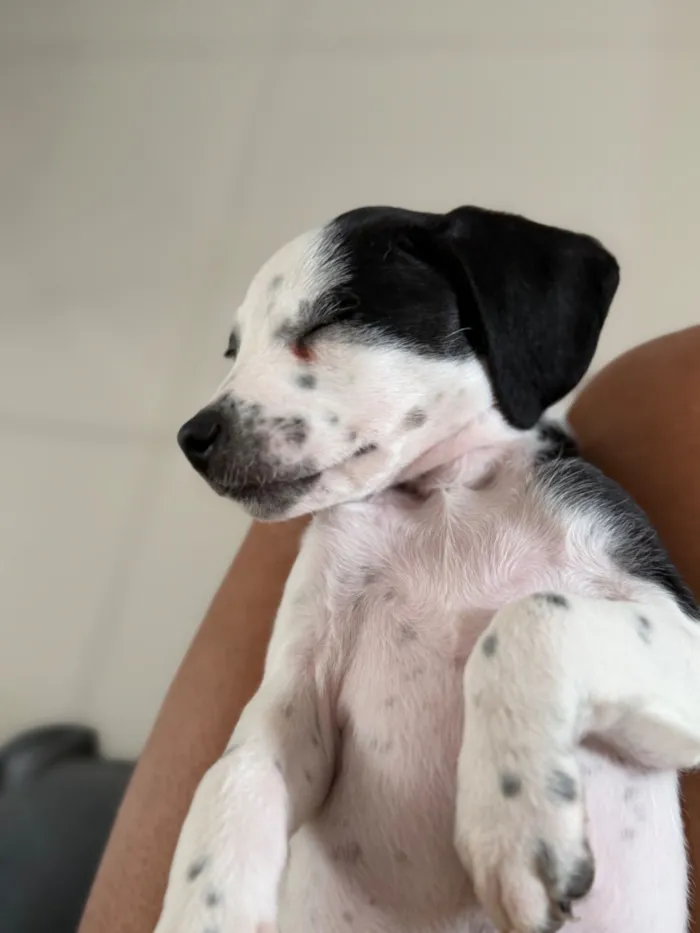 Cachorro raça Poodle idade Abaixo de 2 meses nome Sem nome 