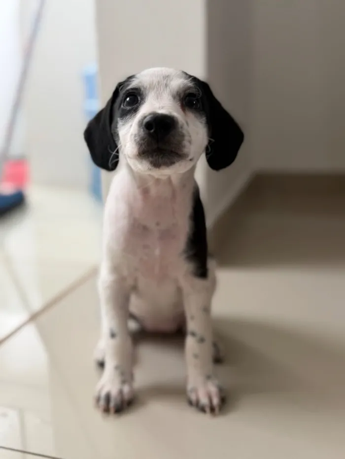 Cachorro raça Poodle idade Abaixo de 2 meses nome Sem nome 