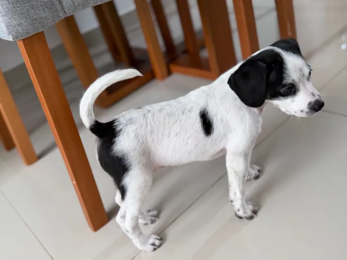 Cachorro raça Poodle idade Abaixo de 2 meses nome Sem nome 