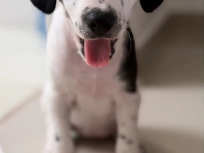 Cachorro raça Poodle idade Abaixo de 2 meses nome Sem nome 