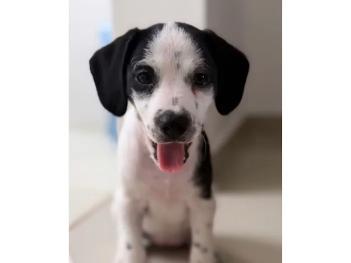 Cachorro raça Poodle idade Abaixo de 2 meses nome Sem nome 