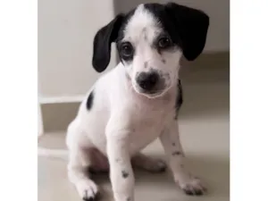 Cachorro raça Poodle idade Abaixo de 2 meses nome Sem nome 