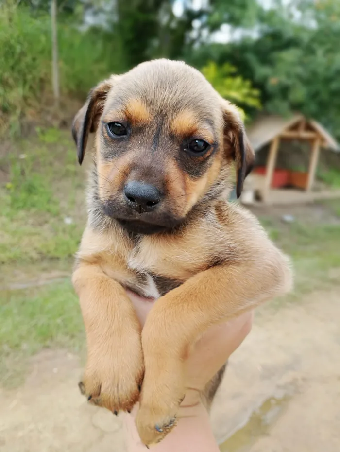 Cachorro raça SRD-ViraLata idade 2 a 6 meses nome Nico