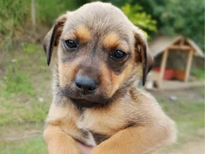 Cachorro raça SRD-ViraLata idade 2 a 6 meses nome Nico