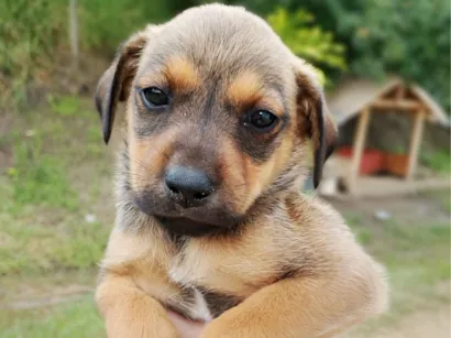 Cachorro raça SRD-ViraLata idade 2 a 6 meses nome Nico