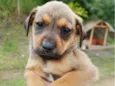 Cachorro raça SRD-ViraLata idade 2 a 6 meses nome Nico