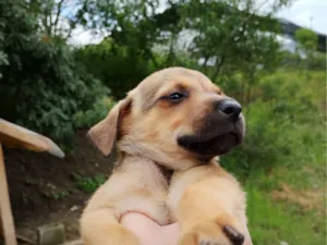 Cachorro raça SRD-ViraLata idade 2 a 6 meses nome Bob