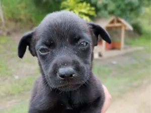 Cachorro raça SRD-ViraLata idade 2 a 6 meses nome Nino