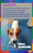 Cachorro raça SRD-ViraLata idade 7 a 11 meses nome Mosquito