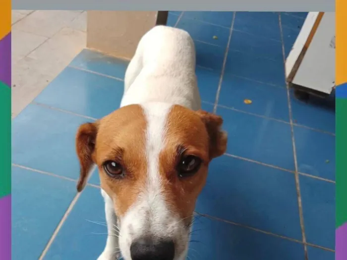 Cachorro raça SRD-ViraLata idade 7 a 11 meses nome Mosquito