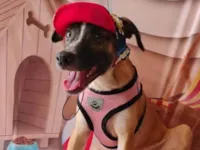 Cachorro raça SRD-ViraLata idade 2 a 6 meses nome Lua- Vacinada 