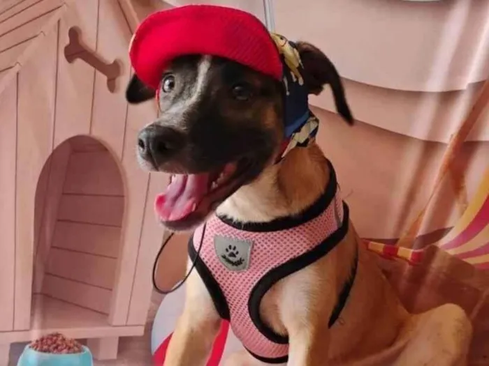 Cachorro raça SRD-ViraLata idade 2 a 6 meses nome Lua- Vacinada 