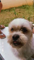 Cachorro raça Lhasa Apso idade 6 ou mais anos nome Pedro