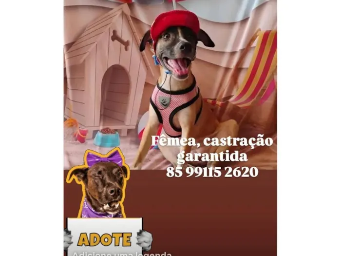 Cachorro raça SRD-ViraLata idade 2 a 6 meses nome Lua- Vacinada 