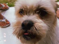 Cachorro raça Lhasa Apso idade 6 ou mais anos nome Pedro