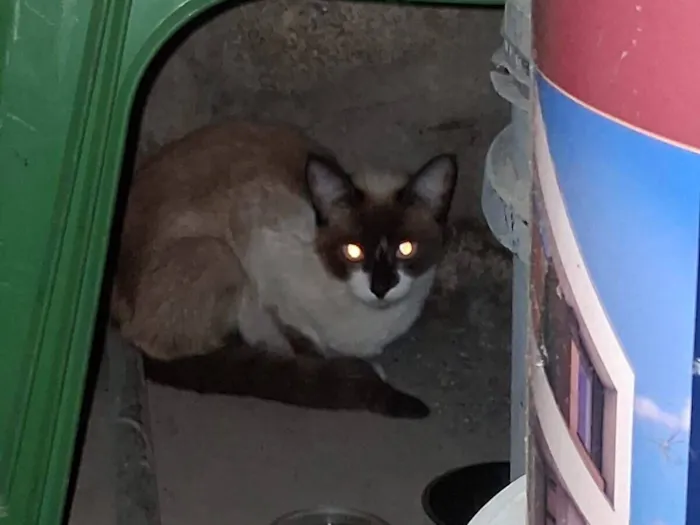 Gato raça Siamês idade 7 a 11 meses nome Sem nome