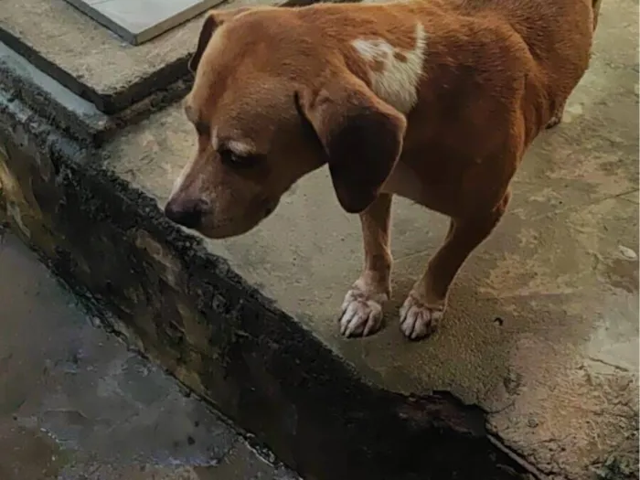 Cachorro raça Pit-Bull idade 6 ou mais anos nome Hulk