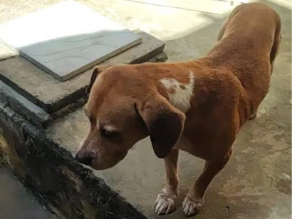 Cachorro raça Pit-Bull idade 6 ou mais anos nome Hulk