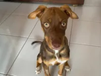 Cachorro raça SRD-ViraLata idade 2 a 6 meses nome Beethoven