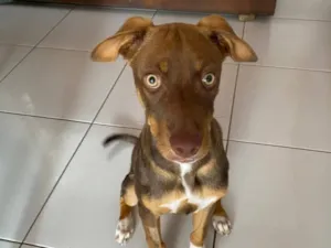 Cachorro raça SRD-ViraLata idade 2 a 6 meses nome Beethoven
