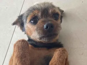 Cachorro raça Yorkshire idade 5 anos nome Thor