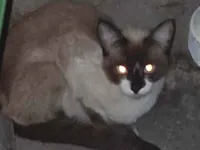 Gato raça Siamês idade 7 a 11 meses nome Sem nome