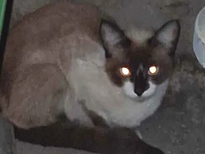 Gato raça Siamês idade 7 a 11 meses nome Sem nome