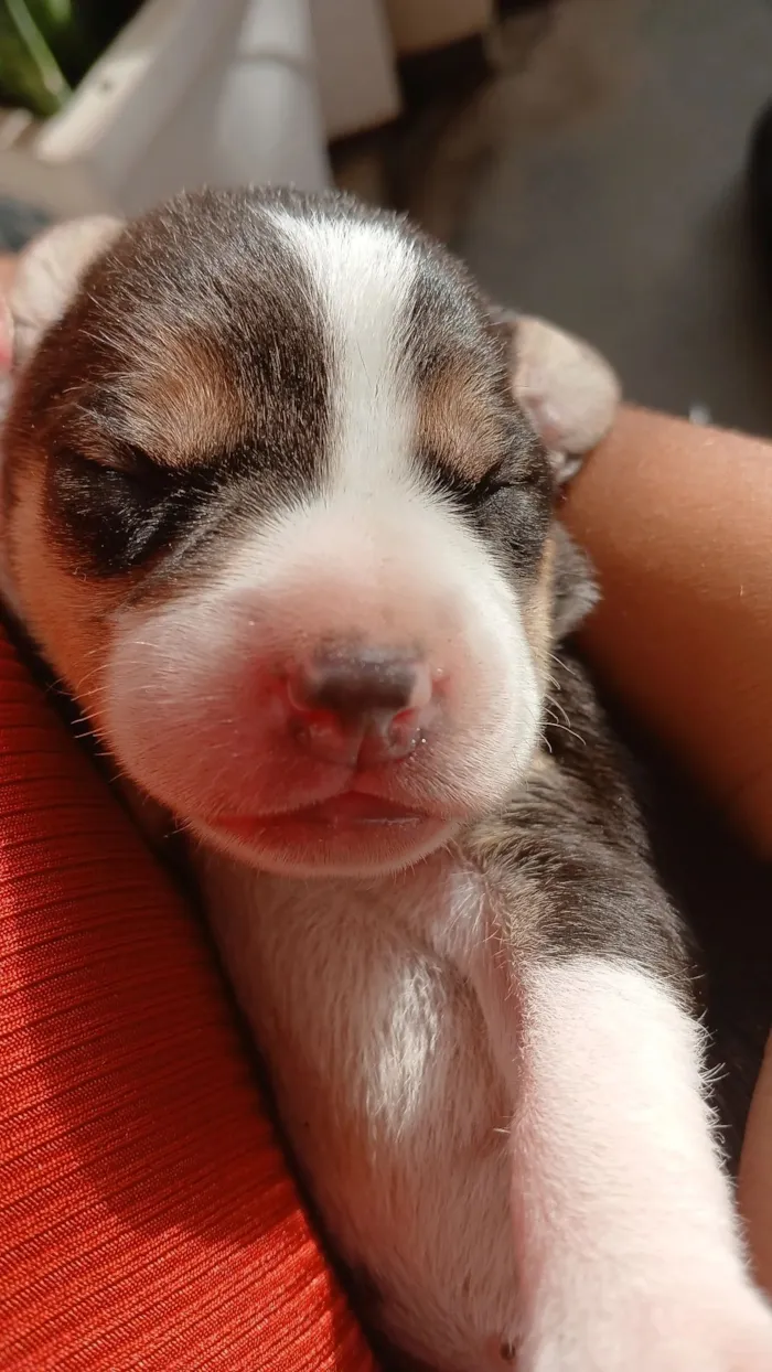 Cachorro raça SRD-ViraLata idade 2 a 6 meses nome Filhotes