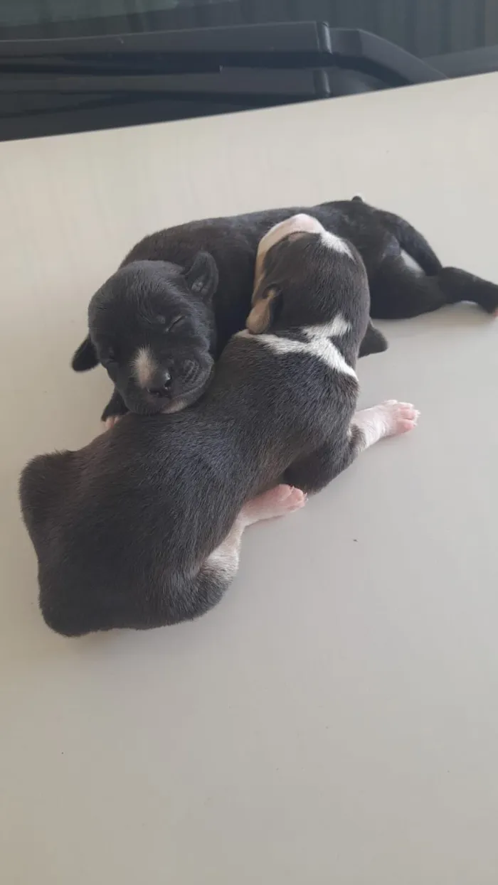 Cachorro raça SRD-ViraLata idade 2 a 6 meses nome Filhotes