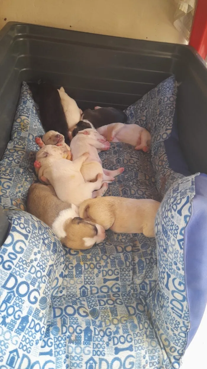 Cachorro raça SRD-ViraLata idade 2 a 6 meses nome Filhotes