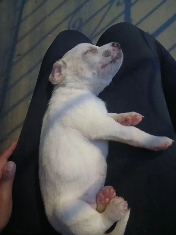 Cachorro raça SRD-ViraLata idade 2 a 6 meses nome Filhotes