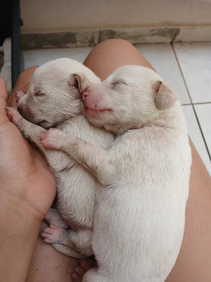 Cachorro raça SRD-ViraLata idade 2 a 6 meses nome Filhotes